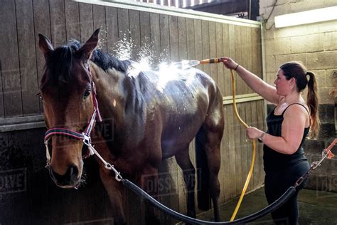 hosing down a horse