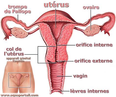 Hospitable Uterus