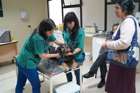 hospital de ciencias veterinarias