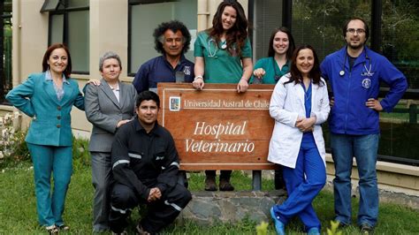 hospital veterinario universidad de chile