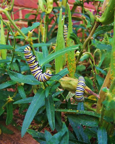 Monarch Caterpillars eating host plant Milkweed