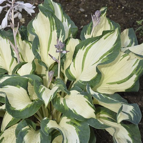 hosta hans