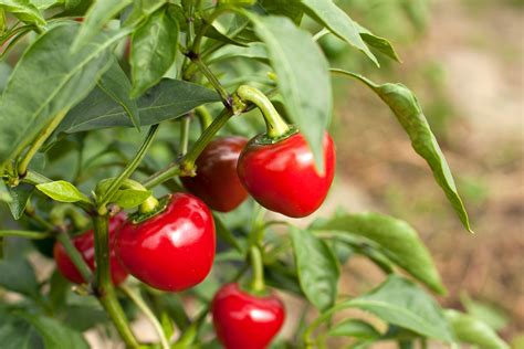hot cherry pepper plants