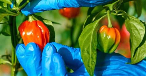 Hot Peppers When To Pick