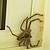 hotel booking sites australian spiders big as your hand