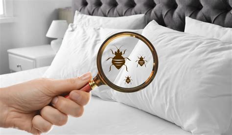 Hotel Bed Bug Canada