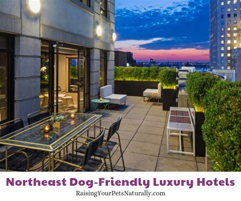 hotel spa pet friendly in new york city