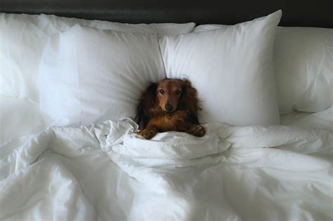 hotels for dogs in new york city
