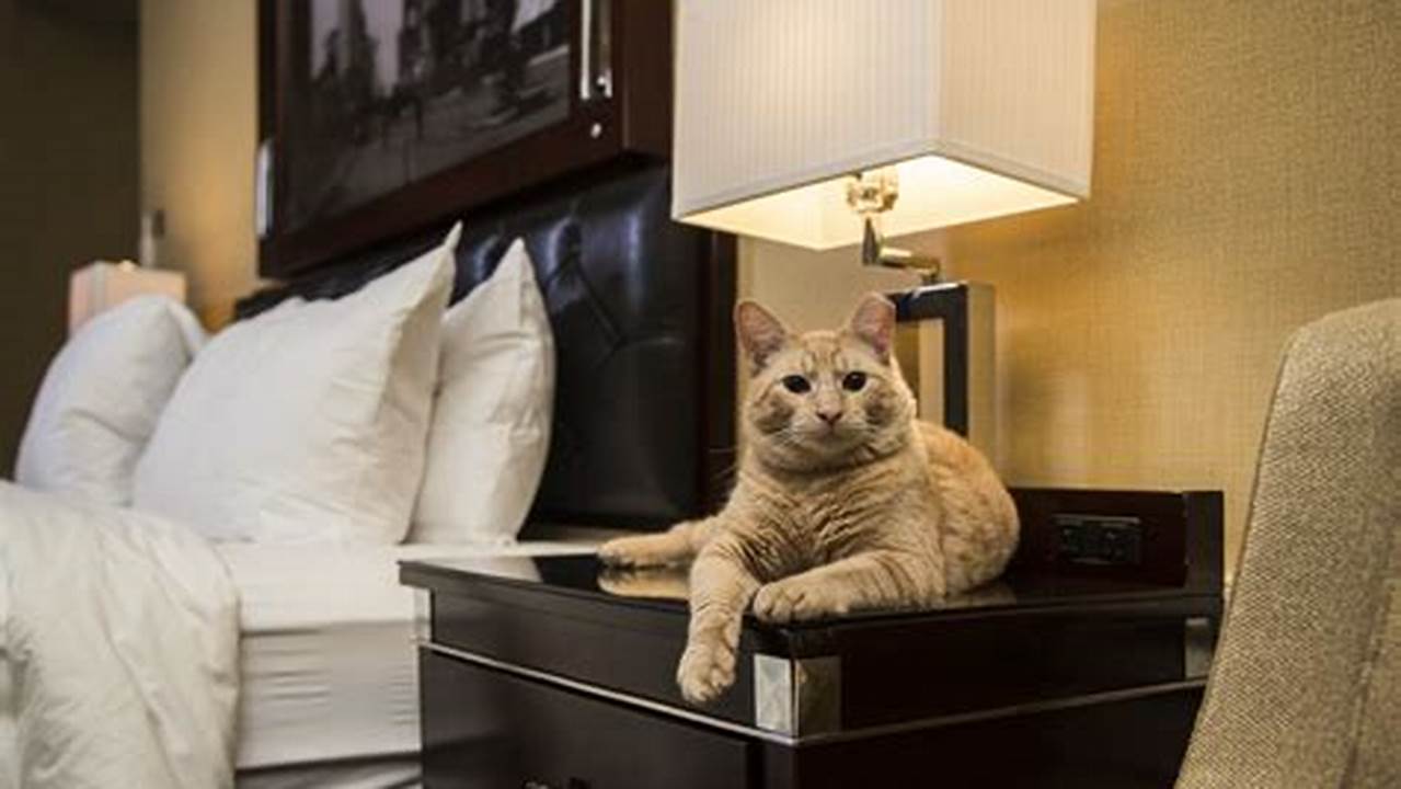 Discover 10 Purr-fect Hotels in NYC for an Unforgettable Stay with Your Cat