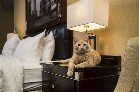 hotels that accept cats near me in new york city
