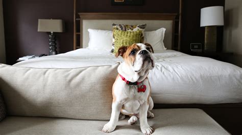 hotels that accept dogs near me in new york city