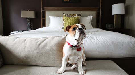 hotels that allow big dogs in new york city
