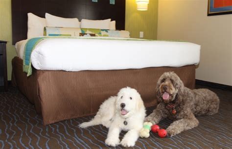 hotels that allow large dogs in new york city