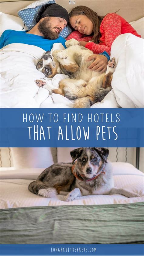 Hotels That Allow Pets Cheap