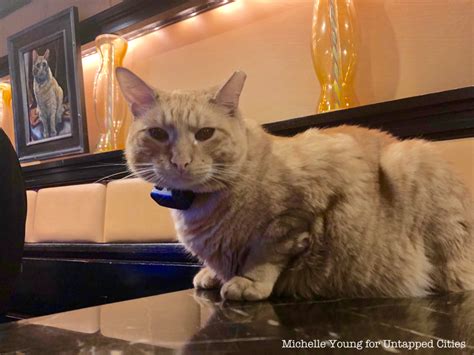 hotels that take cats in new york city