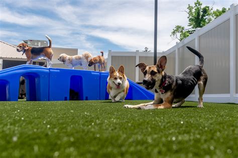 hotels with dog daycare in new york city