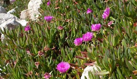 Learn About Hottentot Fig Cultivation And Is Hottentot Fig