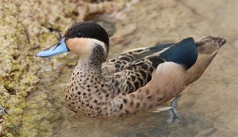 Hottentot Teal, Anas hottentota at Marievale Nature Reserv
