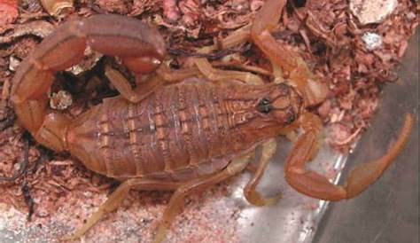 Panarthropoda.de Caresheets Scorpions