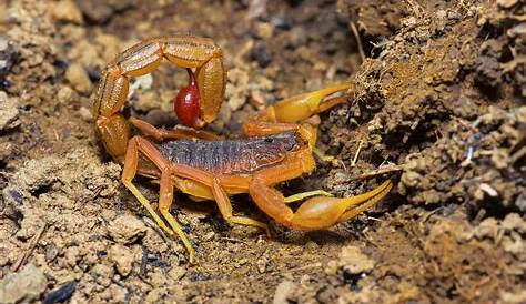 Hottentotta Tamulus Scorpion Indian Red , Dry