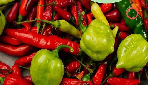 The 10 Hottest Peppers in the World
