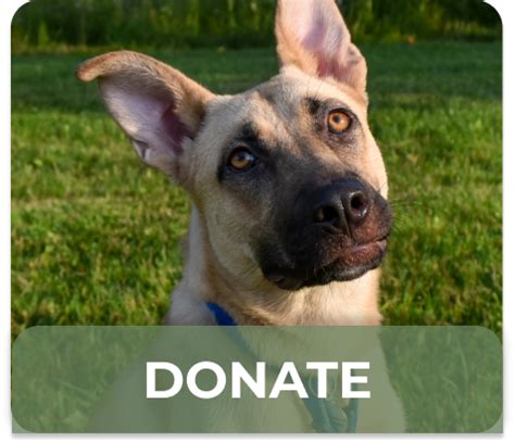 Hound Dog Rescue Groups