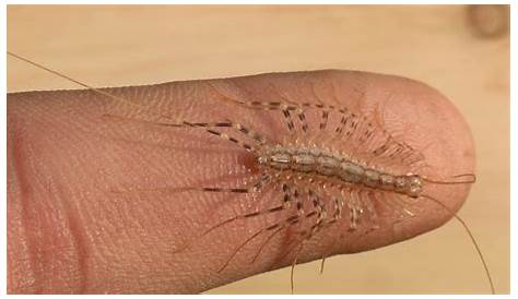 House Centipede Bite Pictures A Case Report Dermatology JAMA