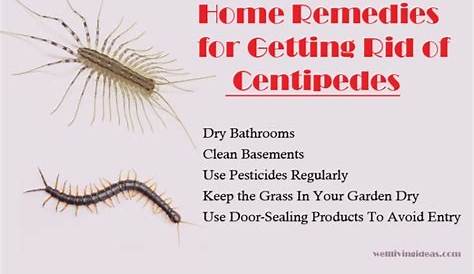 House Centipede Bite Treatment 86 Awesome How To Care For Insectza