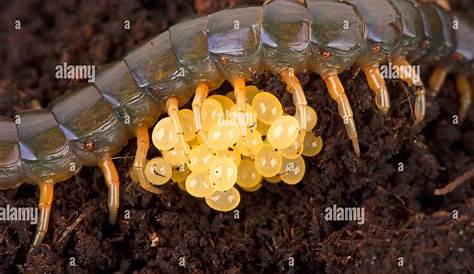 llanody House Centipede Eggs