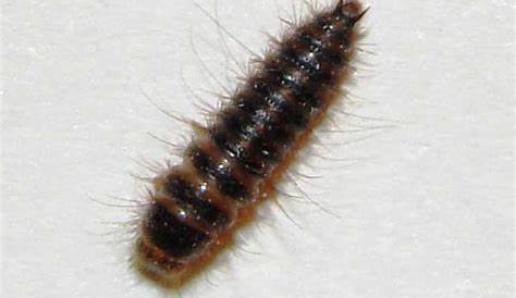 House Centipede Larva