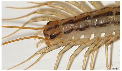 House Centipede Larva