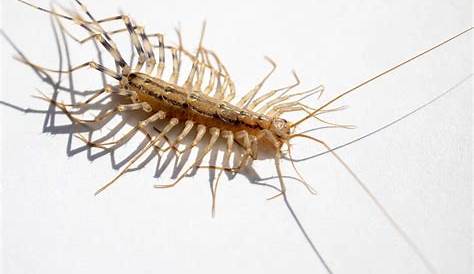 Giant House Centipede from Hong Kong Thereuopoda sp