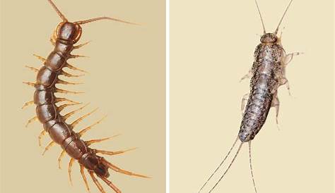 House Centipede Vs Silverfish How To Tell The Difference