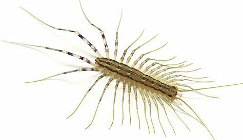 House Centipede The Science Man's Blog The
