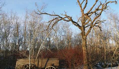 House In The Oak Trees Winnipeg Understanding Growth Rate Of Free Press