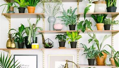 House Plant Decor Ideas