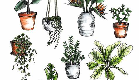 House Plant on Behance Drawings, House plants, Botanical