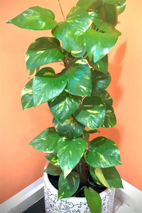 House Plant That Some Think Brings Luck And Prosperity