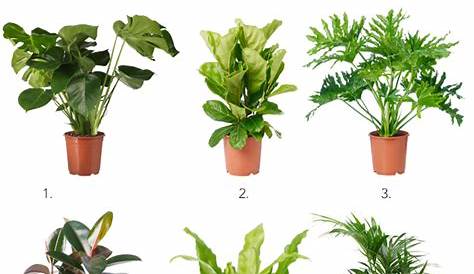 House Plants Names And Pictures Improving Air Quality Common