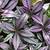 house plants with green and purple leaves