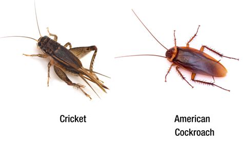 House Cricket Or Roach