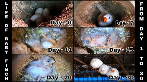 House Finch Hatching Time