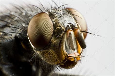 House Fly Up Close
