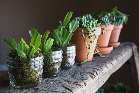 Top 8 low maintenance house plants for beginners Low maintenance