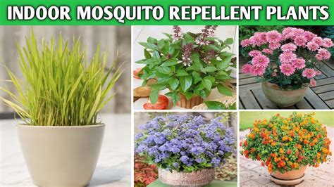 House Plants Insect Control