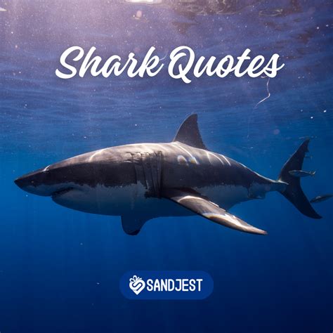 House Shark Quotes