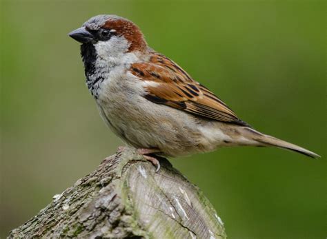 House Sparrow Migration
