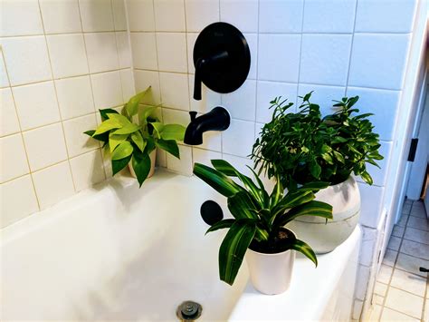 Best Plants for a Windowless Bathroom Apartment Therapy