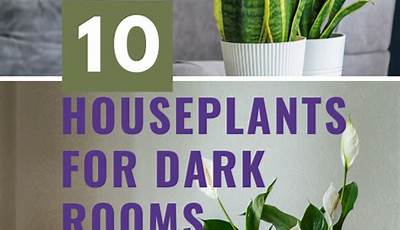 Houseplants That Like Dark Rooms
