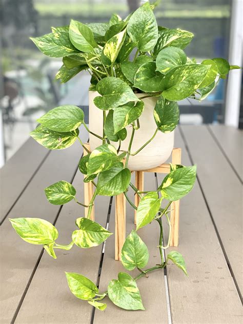 What kind of Pothos is this ? houseplants